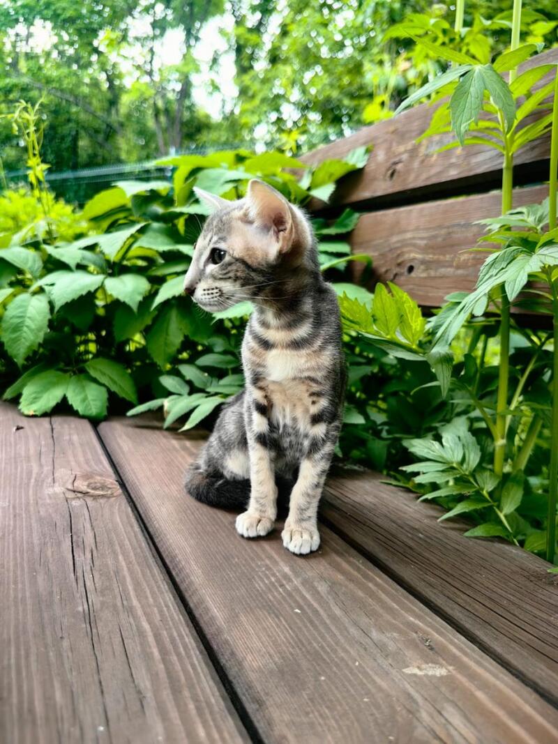 Mauti yeti Oriental Shorthair female blue tortie tabby - live animals