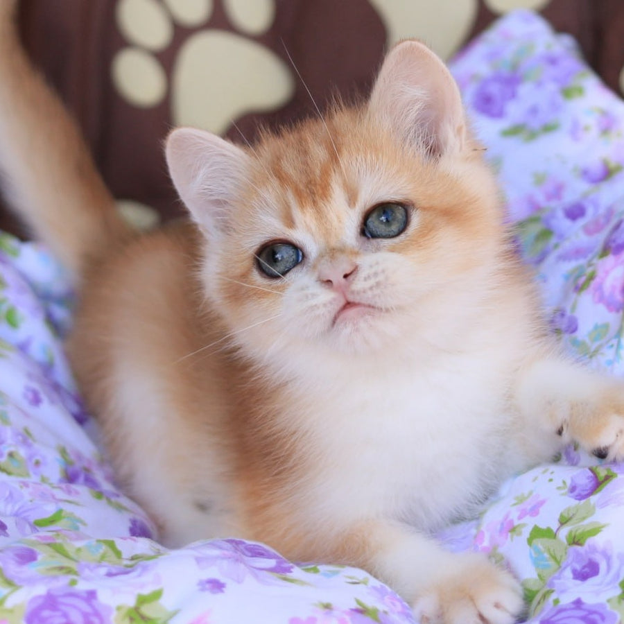 Qumquat British Shorthair male, black golden chinchilla