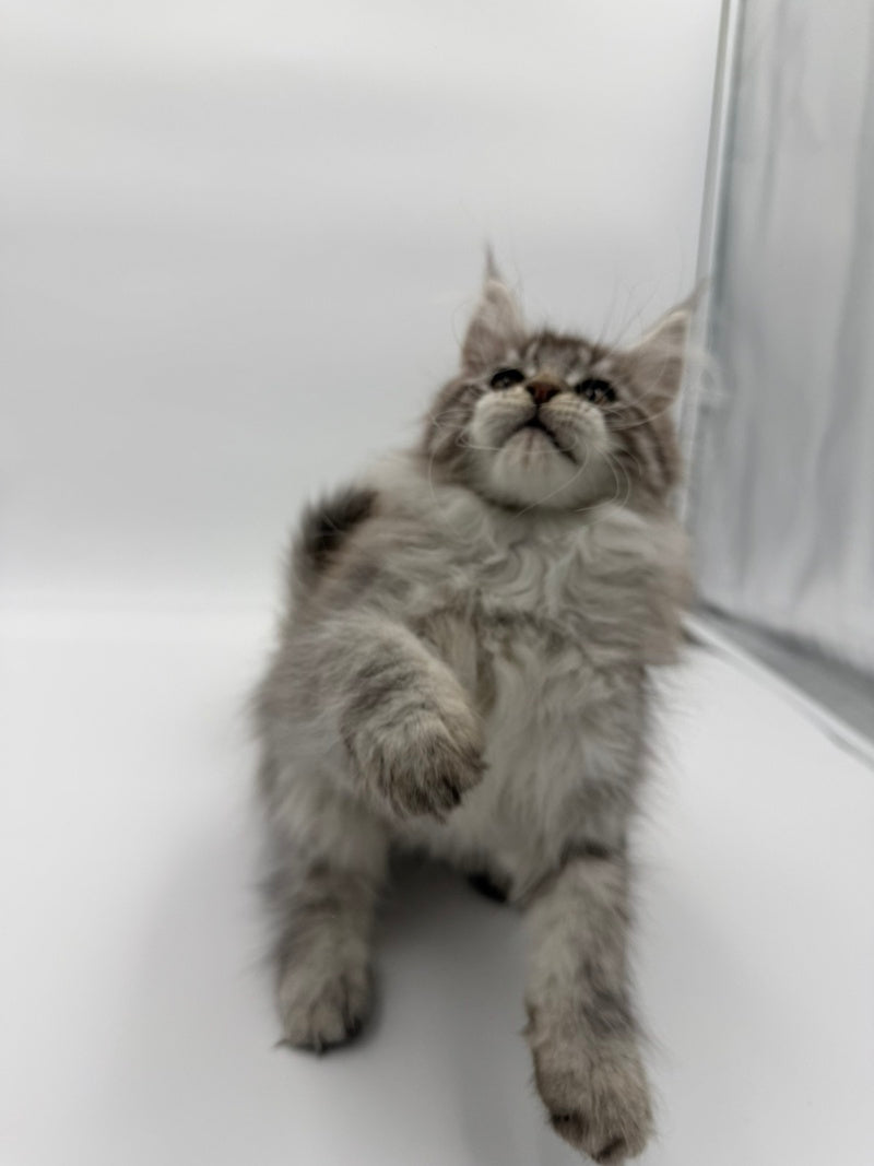 Ketana Maine Coon female black silver tabby - live animals