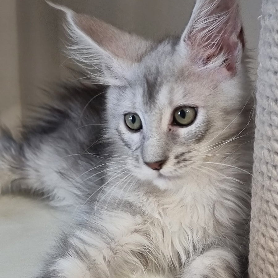 Eveta Maine Coon female, black silver tabby