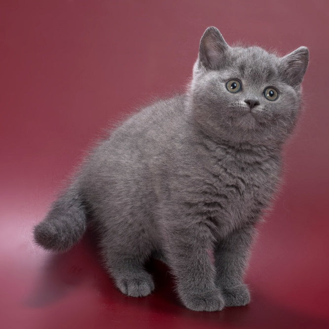 Percy British Shorthair male, blue