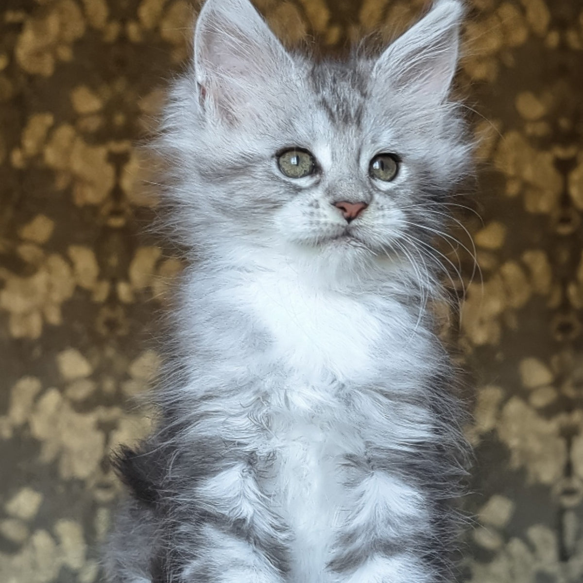 Inneta Maine Coon female, black silver tabby with white