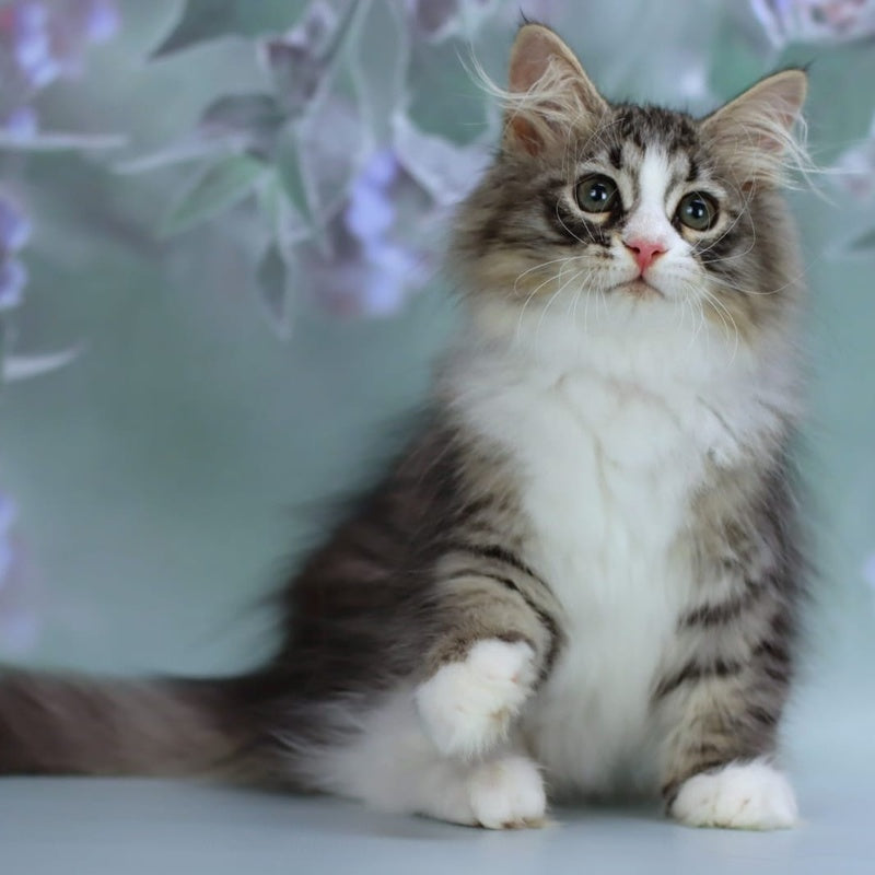 Gelius Siberian male, black with white spotted tabby
