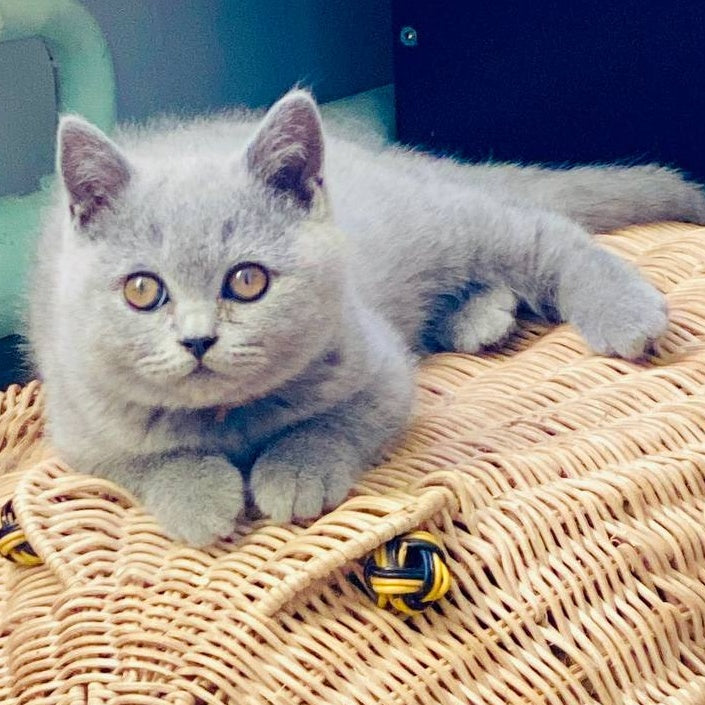 Alic British Shorthair male, blue