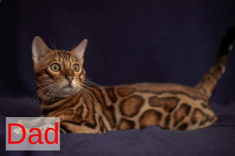 Jaime Bengal male black spotted tabby - live animals