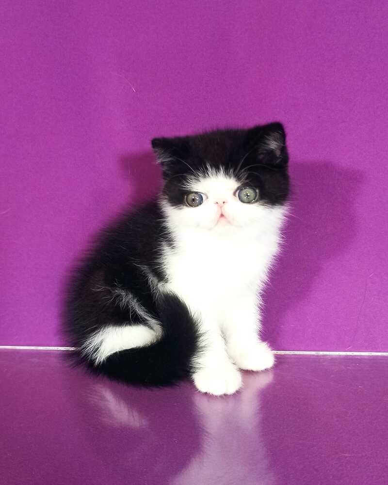 Timothy Exotic male, black bicolour