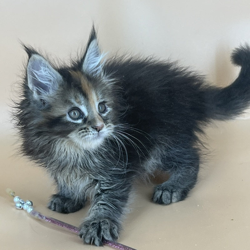Bella Maine Coon female, black tortie silver
