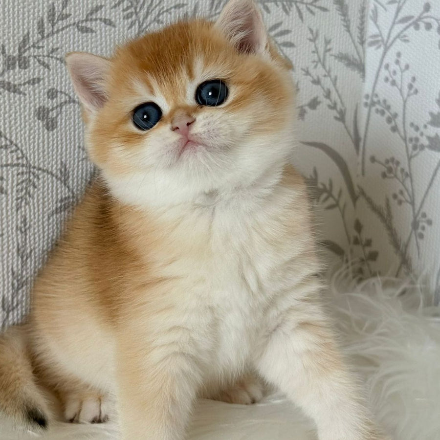 Wilma British Shorthair female, black golden chinchilla