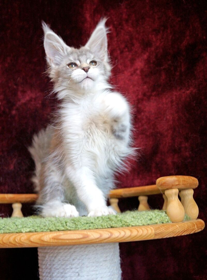 Korol Maine Coon male blue silver bicolour tabby - live animals