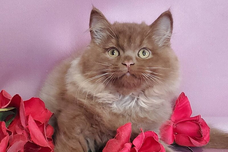 Hugo British Longhair male, cinnamon