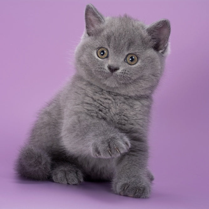 Peppa British Shorthair female, blue
