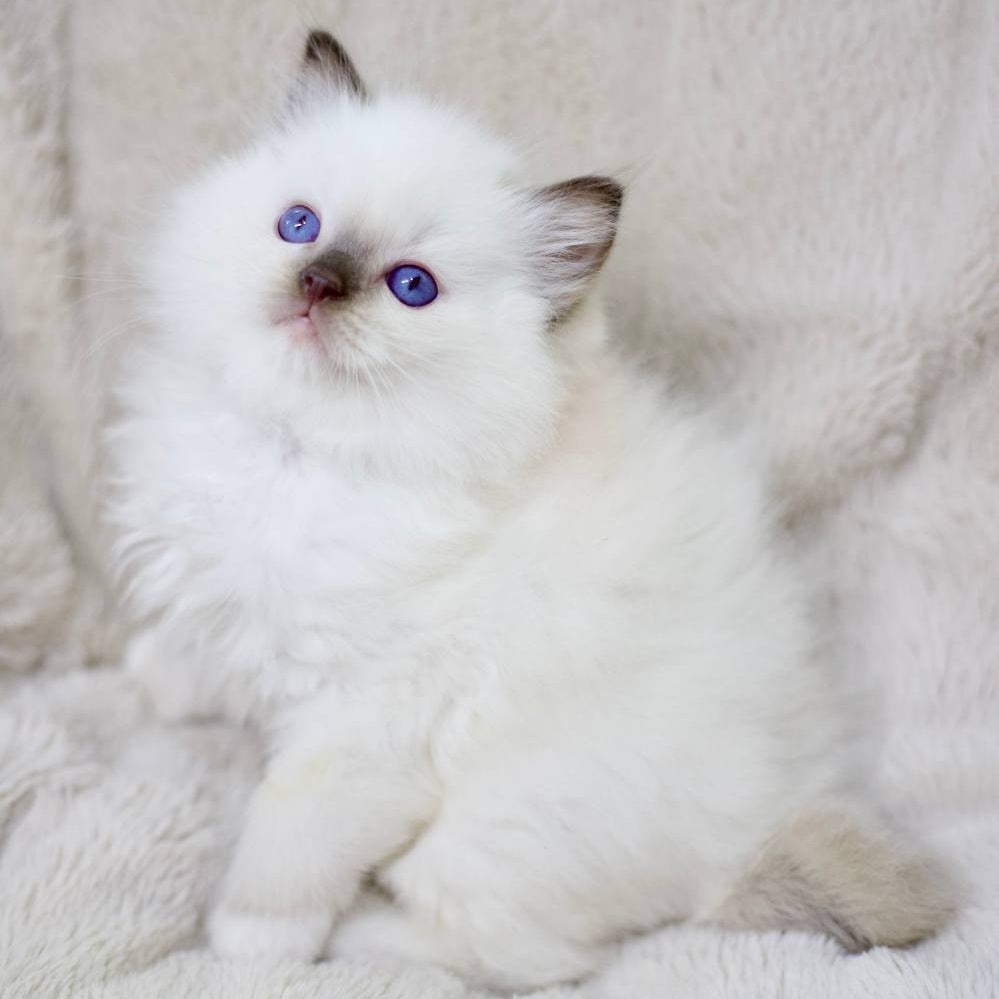 Kimi Ragdoll male, black mitted