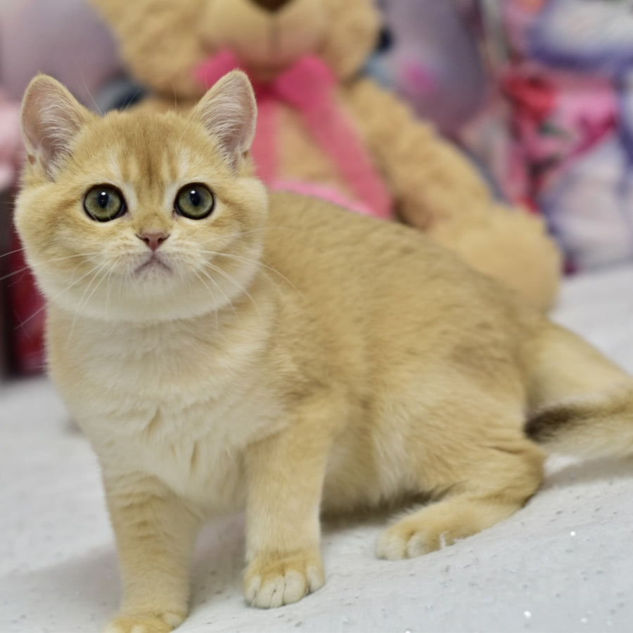 Candy British Shorthair female, black golden shaded