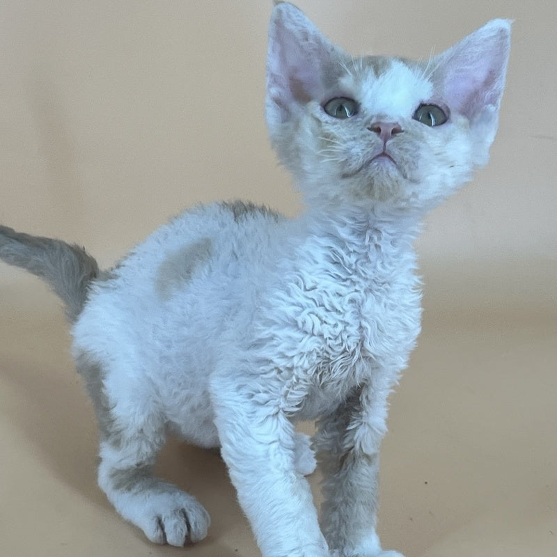 Alex Devon Rex male, red harlequin