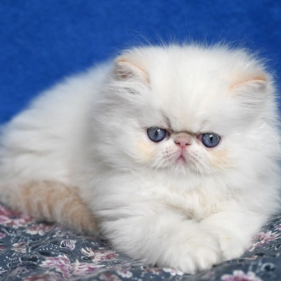 Azure Persian male, cream tabby pointed