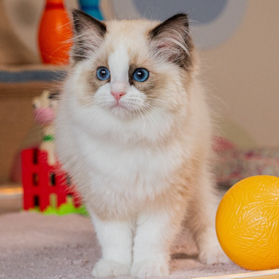 Valencia Ragdoll female, seal bicolour