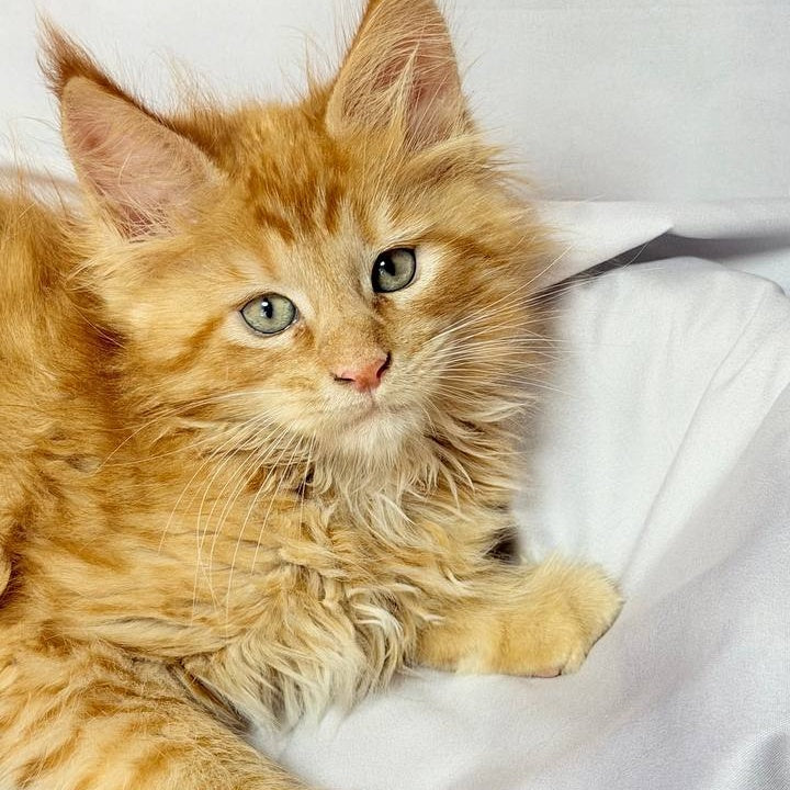 Maximilian Maine Coon male, red