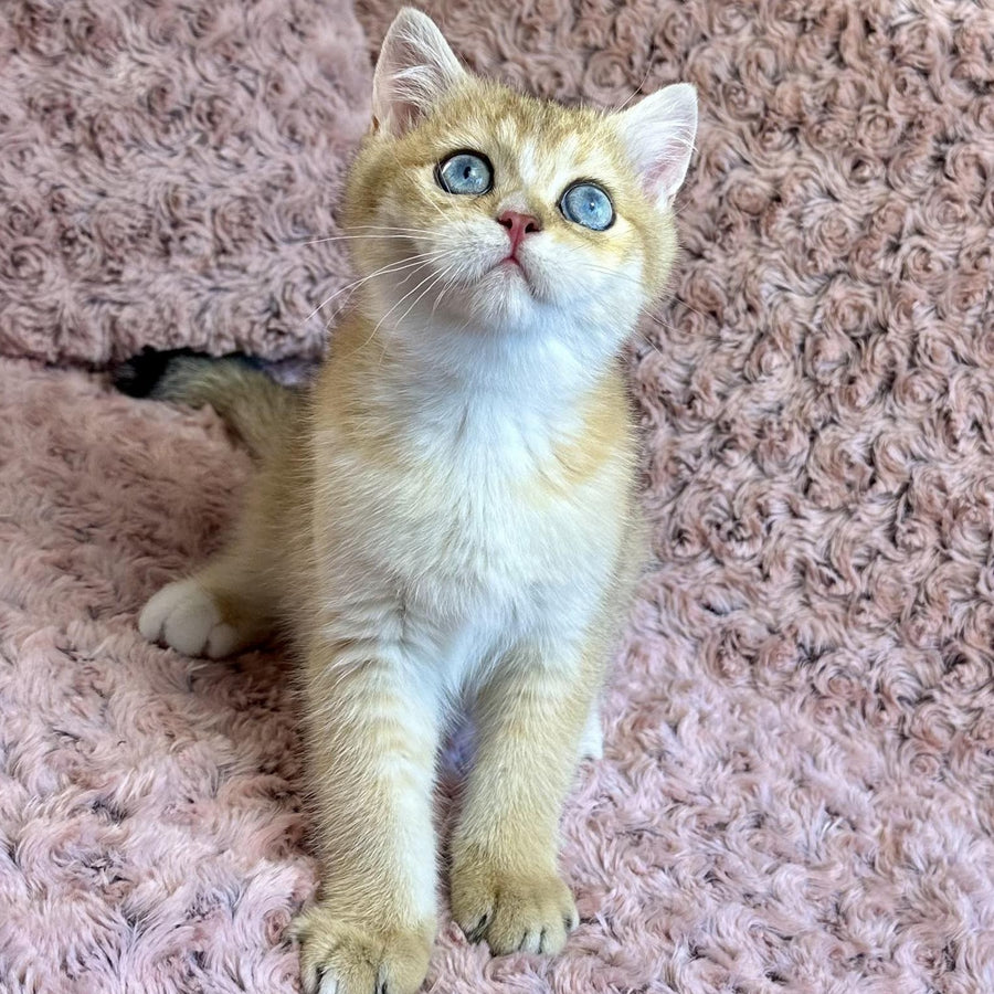 Finik British Shorthair male, black golden shaded with white