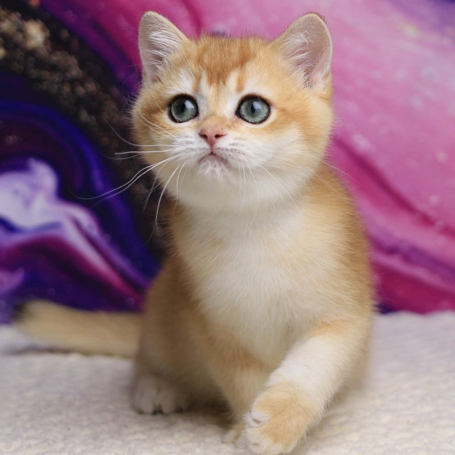 Unicum British Shorthair male, black golden chinchilla