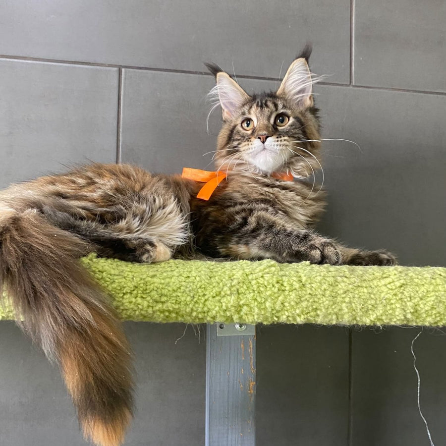 Eight Maine Coon female, black tortie tabby