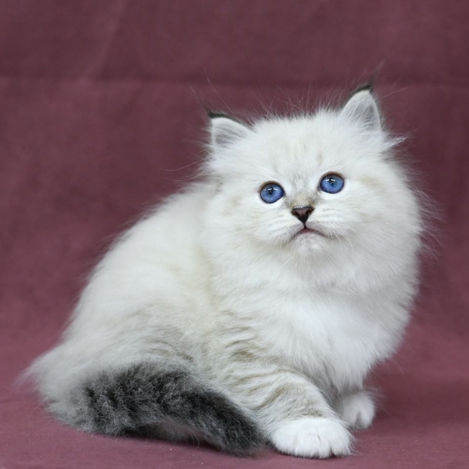 Magnat Siberian male, black tabby pointed with white