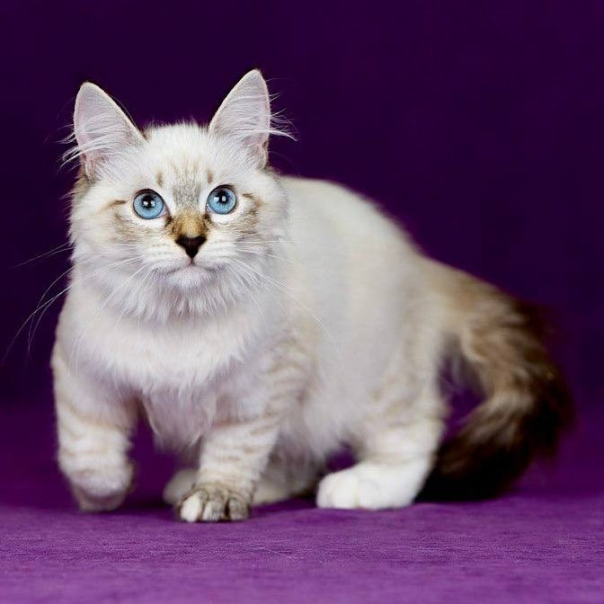 Jinnie Siberian female, black with white tabby pointed