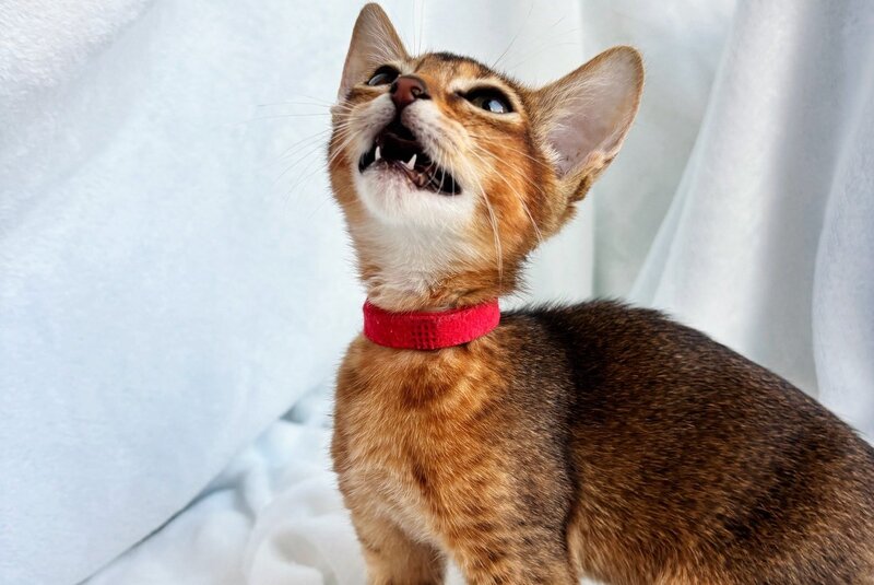 Sara Abyssinian female, ruddy