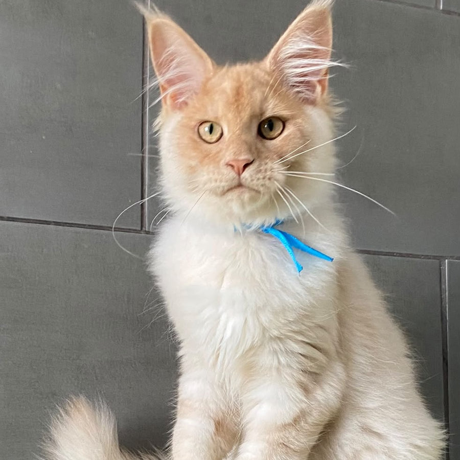 Wakayama Maine Coon male, cream silver