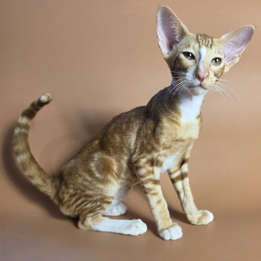 Xylan Oriental Shorthair male, red tabby mitted