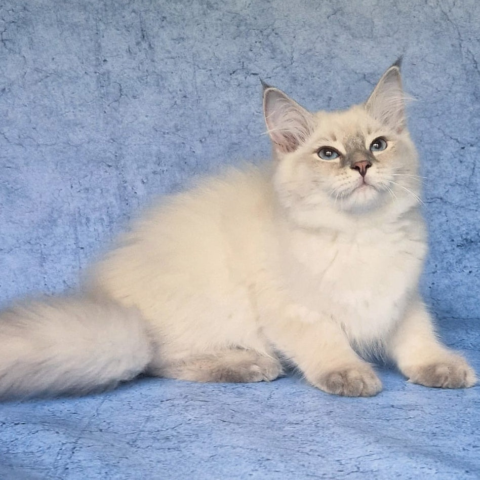 Felix Siberian male, blue tabby pointed