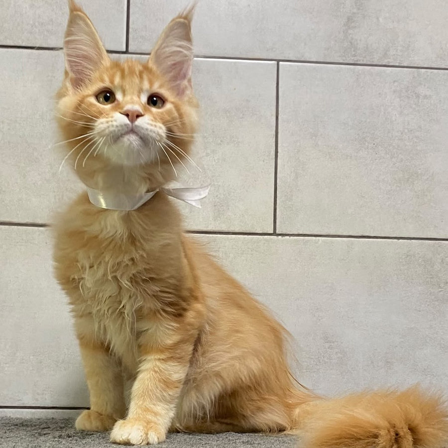 Five Maine Coon male, red tabby