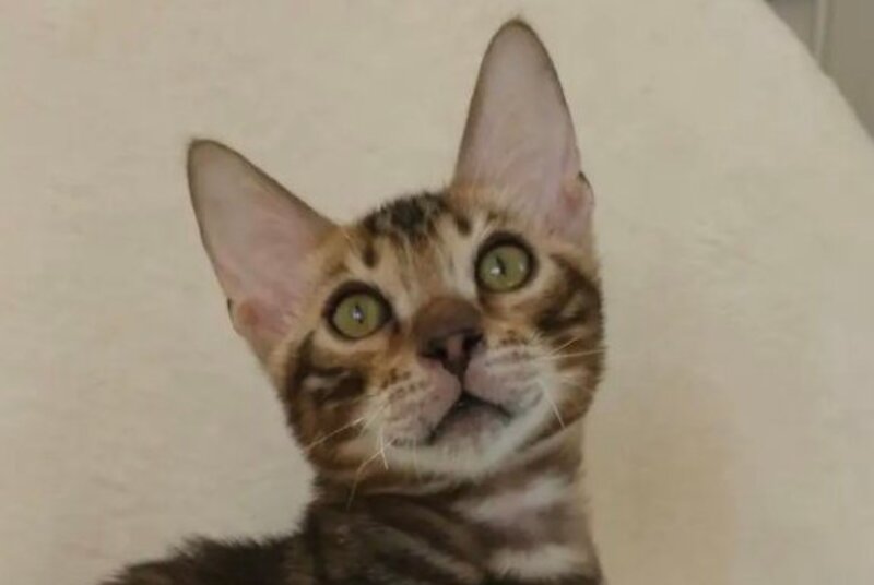 Тulip Bengal male black spotted tabby - live animals