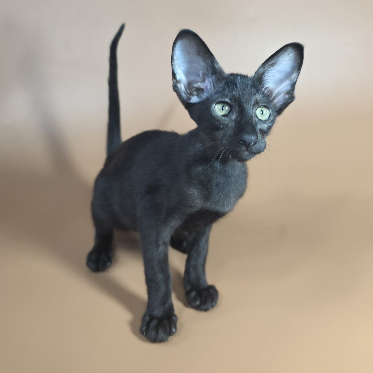 Juno Siamese female, black