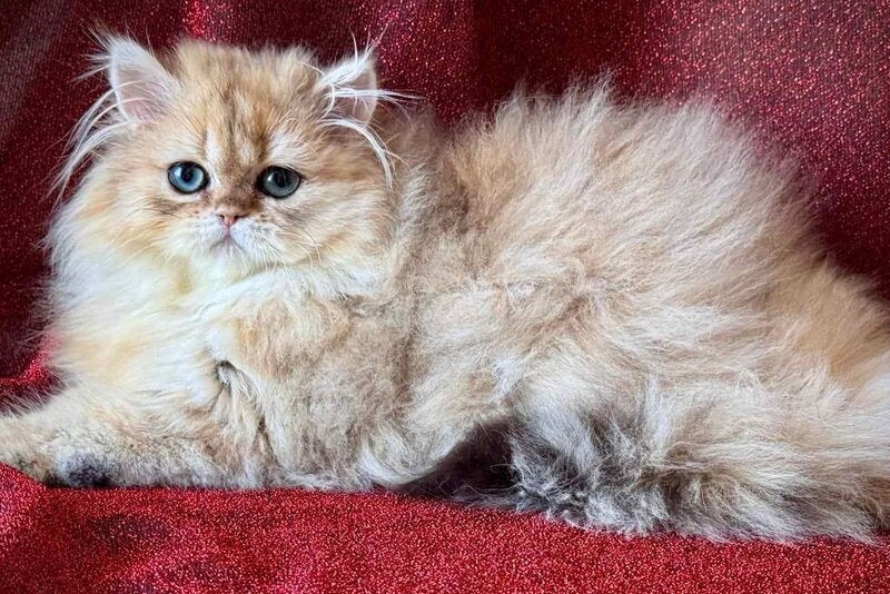 Tiffany Persian female, black golden shaded