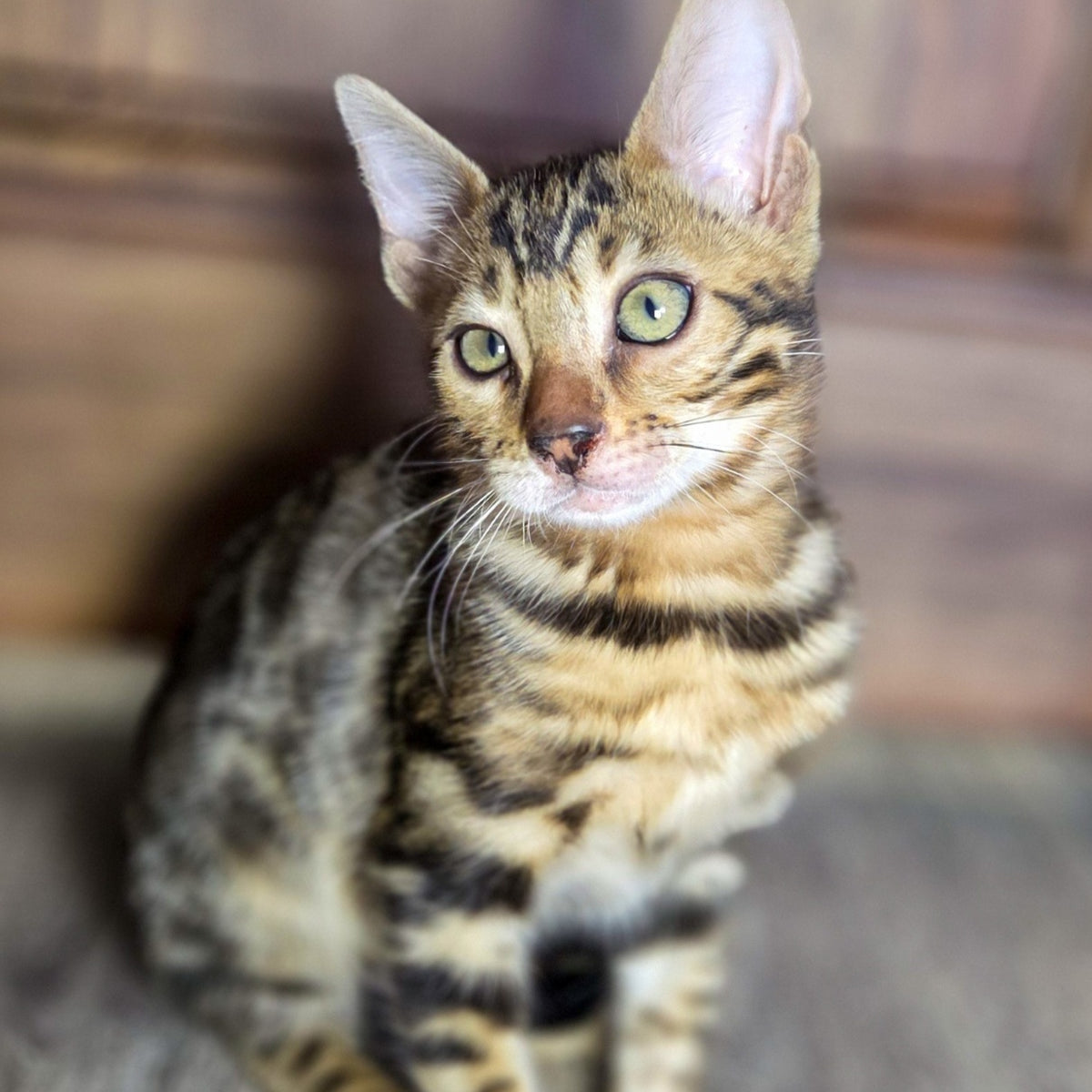 Madison Bengal male, black spotted tabby