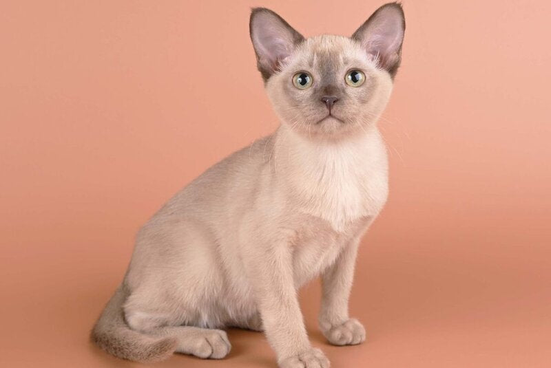 Anola Burmese female chocolate - live animals