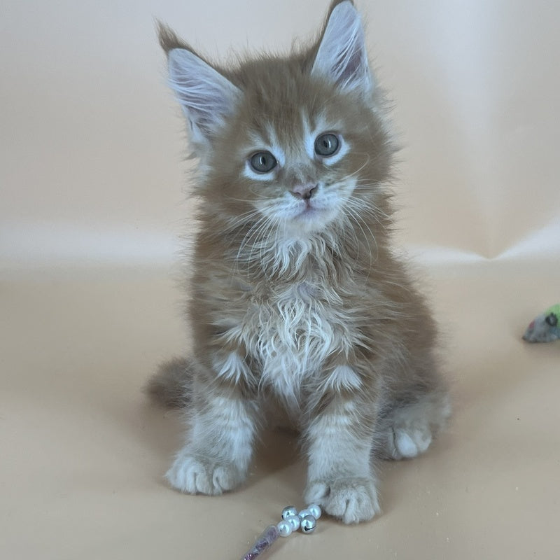Brahms Maine Coon male, red tabby