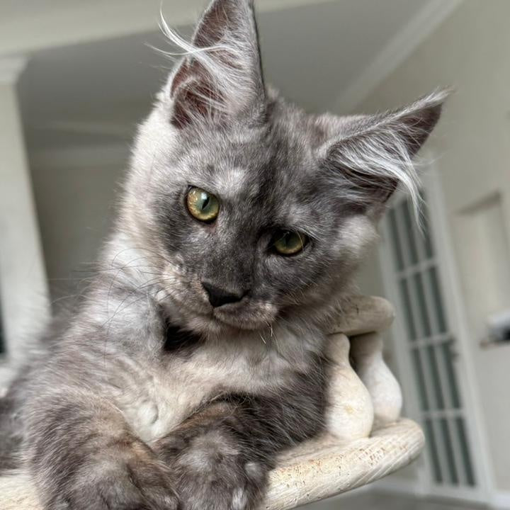 Kupidon Maine Coon male, black silver with white