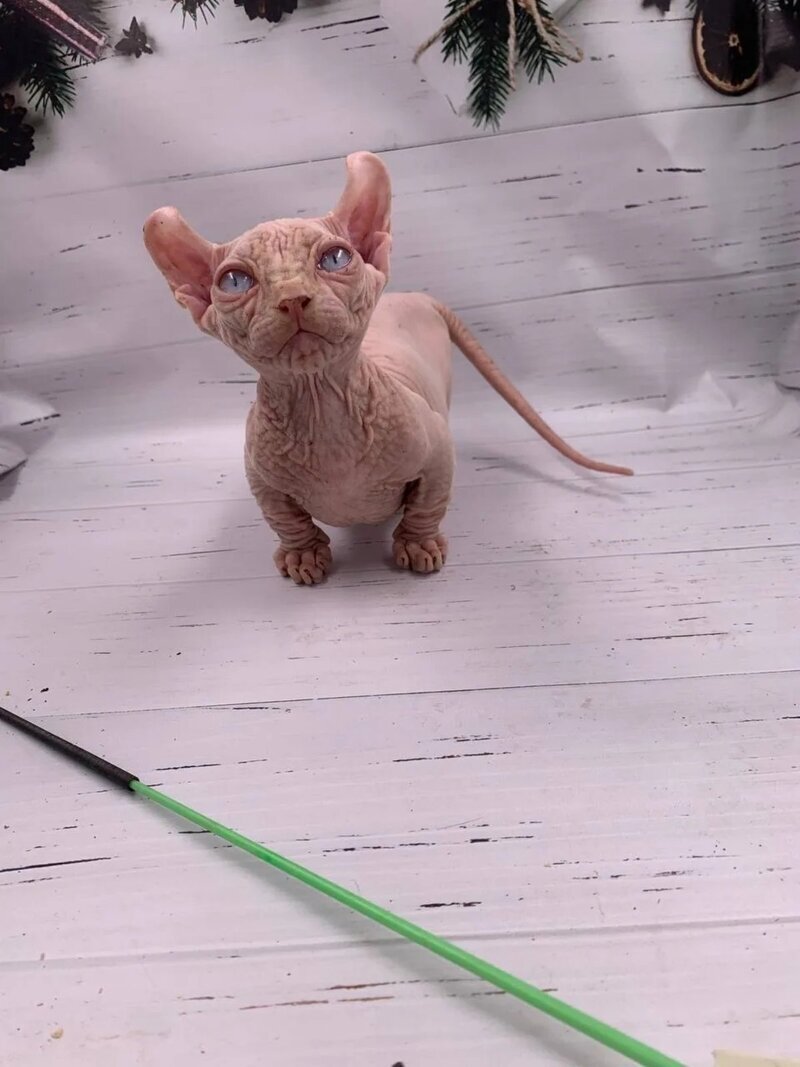 Lord Dwelf male white - live animals
