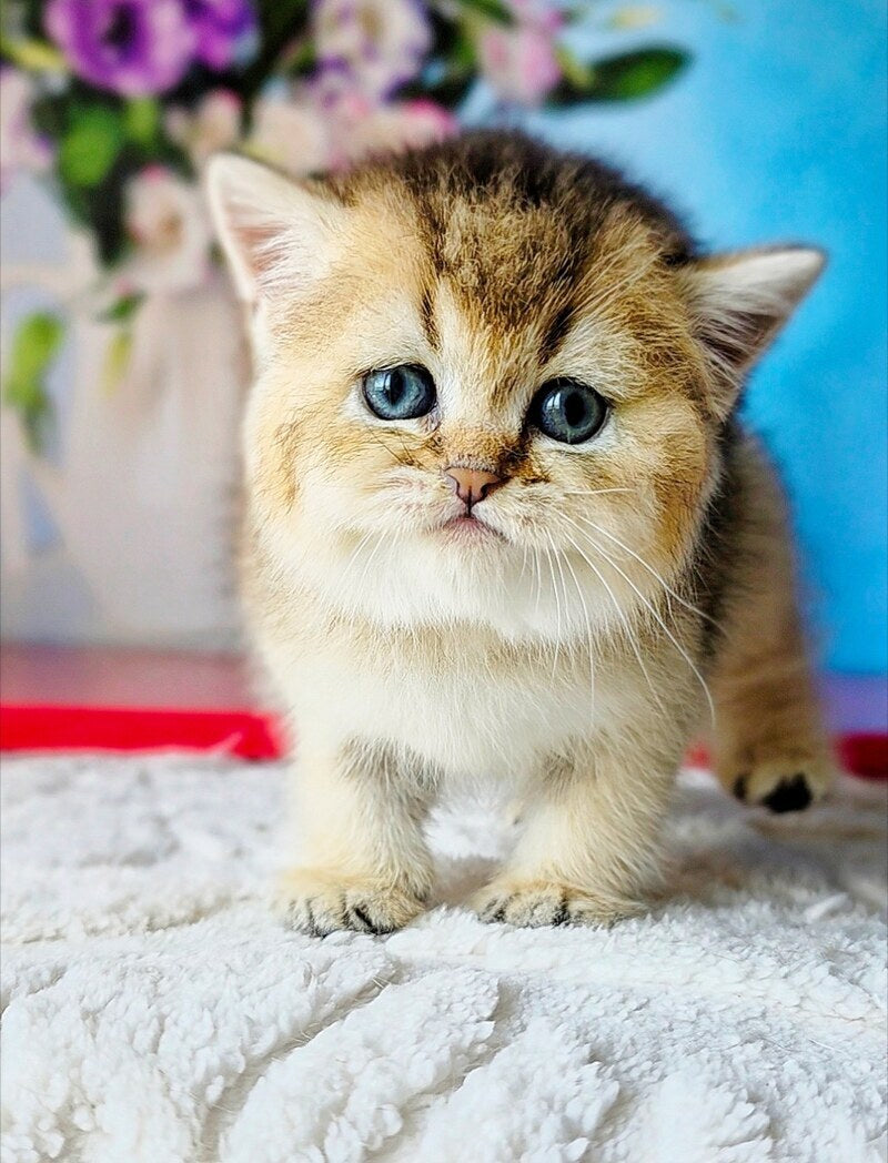 Barbie Scottish Straight female, black golden ticked tabby