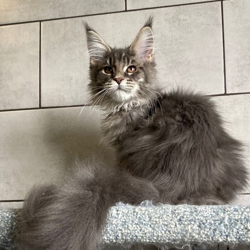Tolyatti Maine Coon male, blue silver tabby