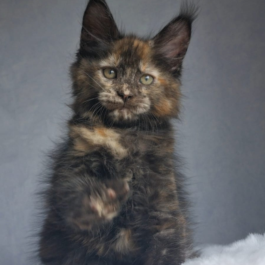 Pandora Maine Coon female, black tortie