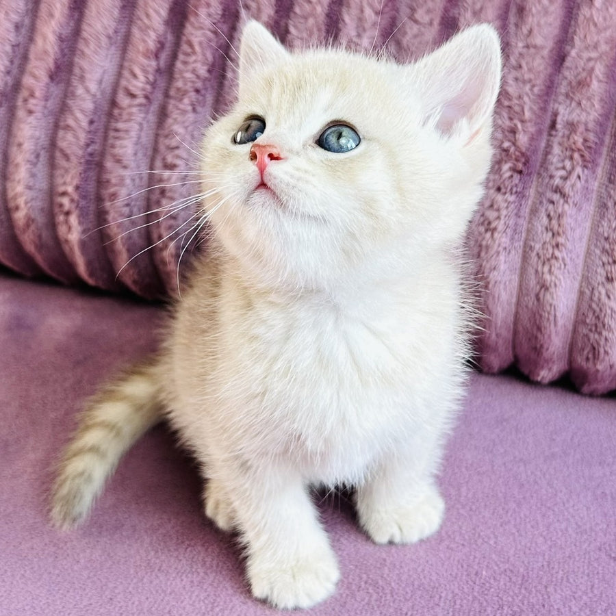 Jin British Shorthair male, blue golden spotted tabby