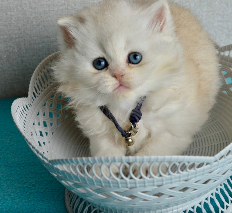 Ruby Scottish Straight female black silver shaded - live animals