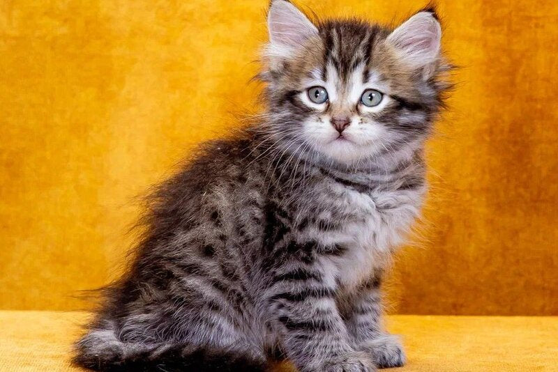 Darvin Siberian male, black spotted tabby