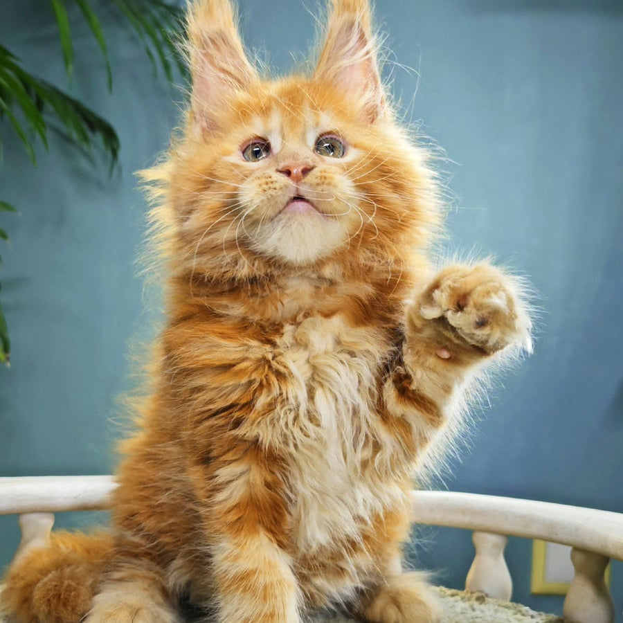 Iva Maine Coon female, red
