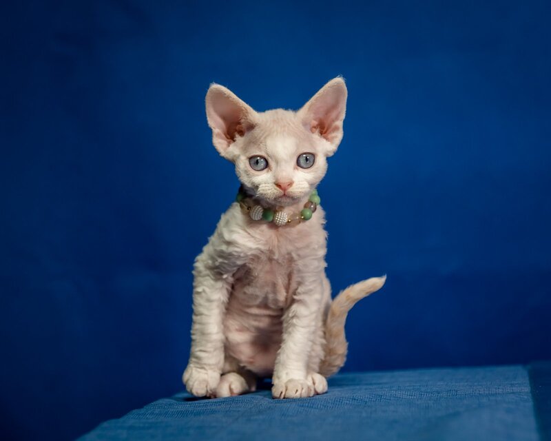 Ice Cream Devon Rex male red pointed - live animals