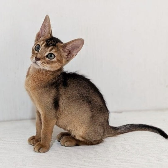 Gerda Abyssinian female, black