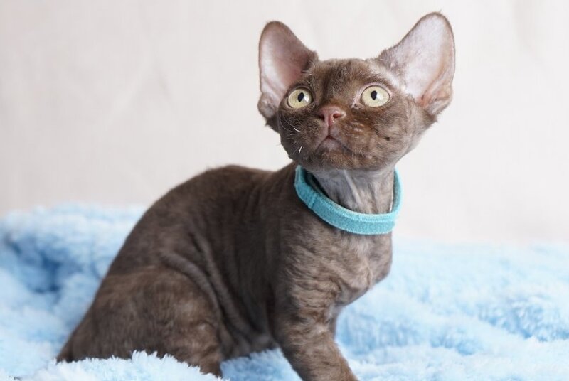 Makar Devon Rex male chocolate - live animals