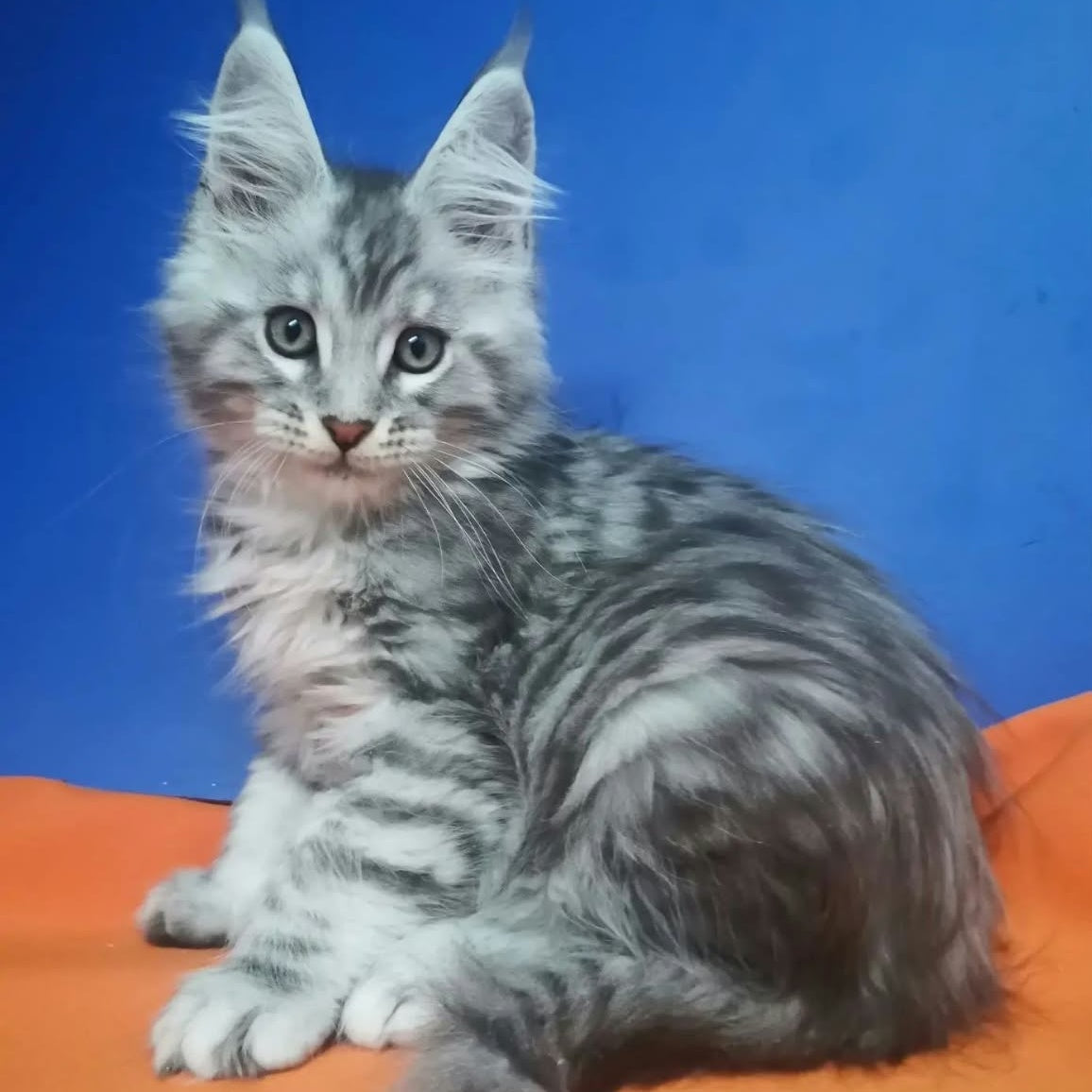 Iris Maine Coon male, black silver spotted tabby